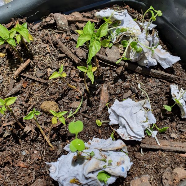 Folha A4 de Papel Semente Plantável