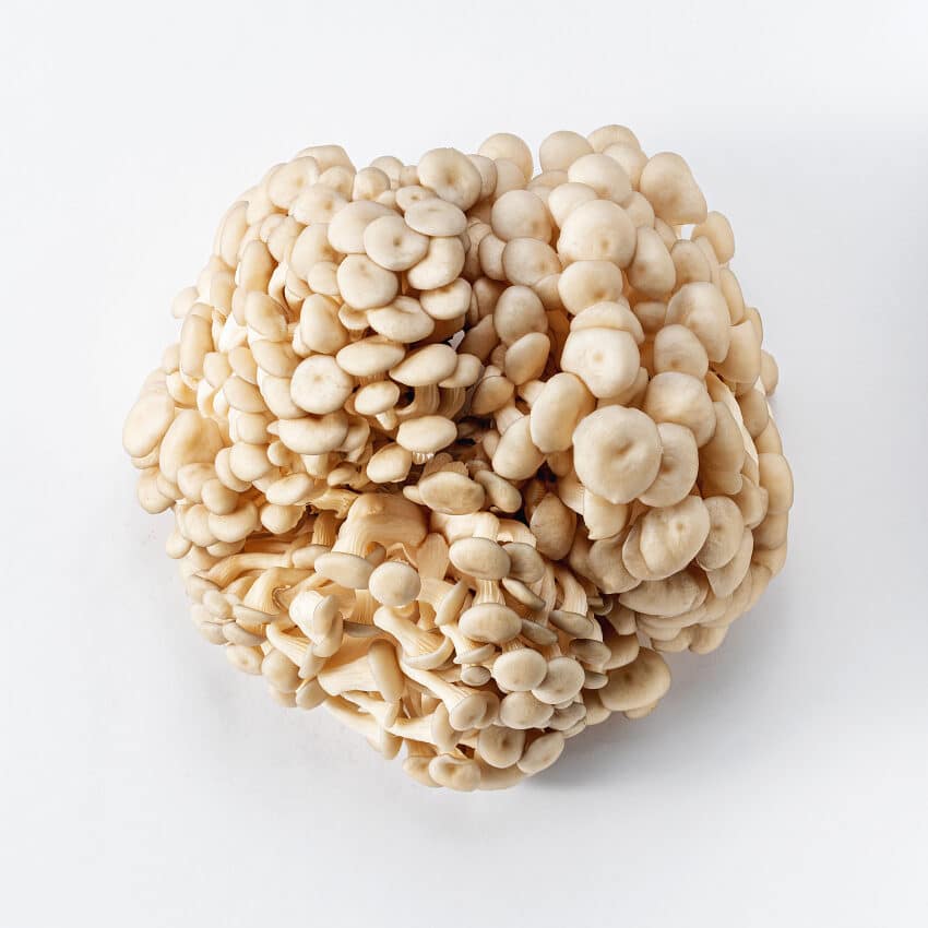 Cogumelo Shimeji Branco 200g - Fungo de Quintal