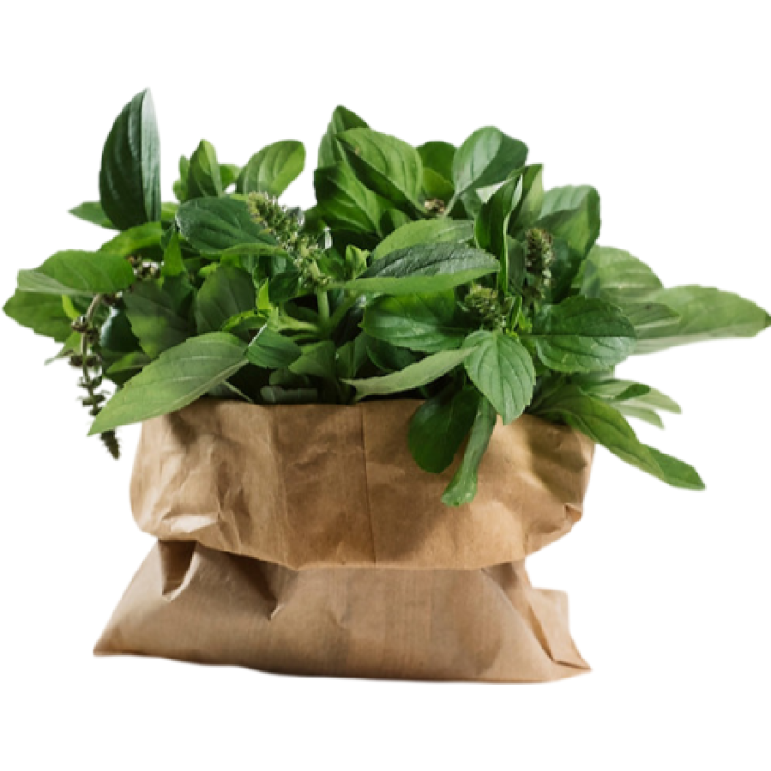 Manjericão Orgânico 150g - AXÁ Orgânicos